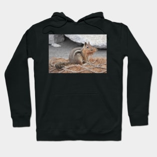 Cascade golden-mantled ground squirrel gathering nesting material Hoodie